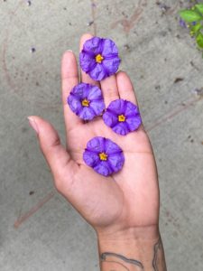 violetas africanas