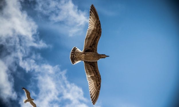 seagulls-gd91f55c5a_1280 libertad